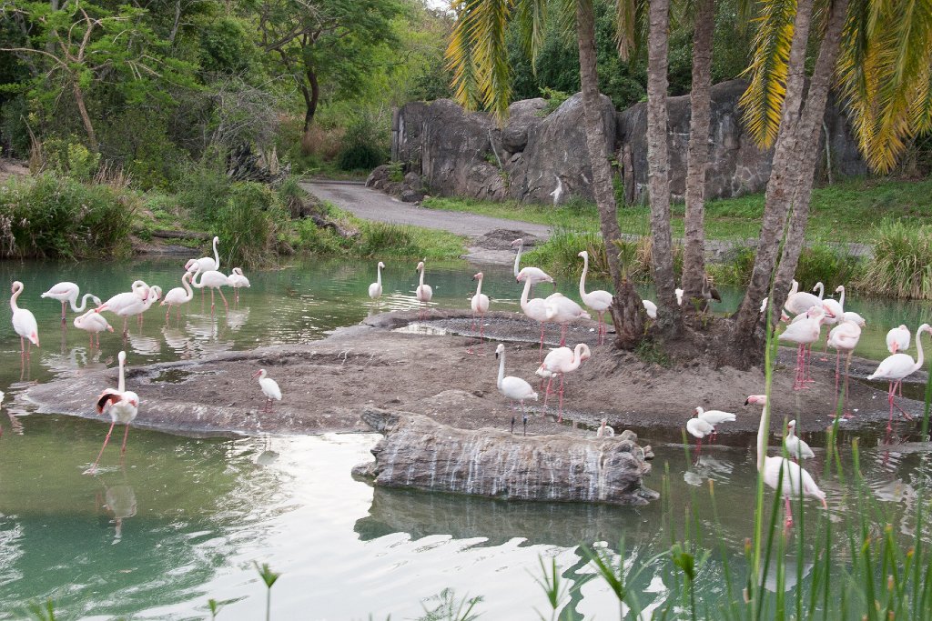 IMG_6766.jpg - The flamingos are on a giant hidden Mickey.